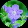 bluegeranium